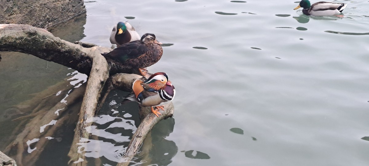 Мандаринка - ML645654718