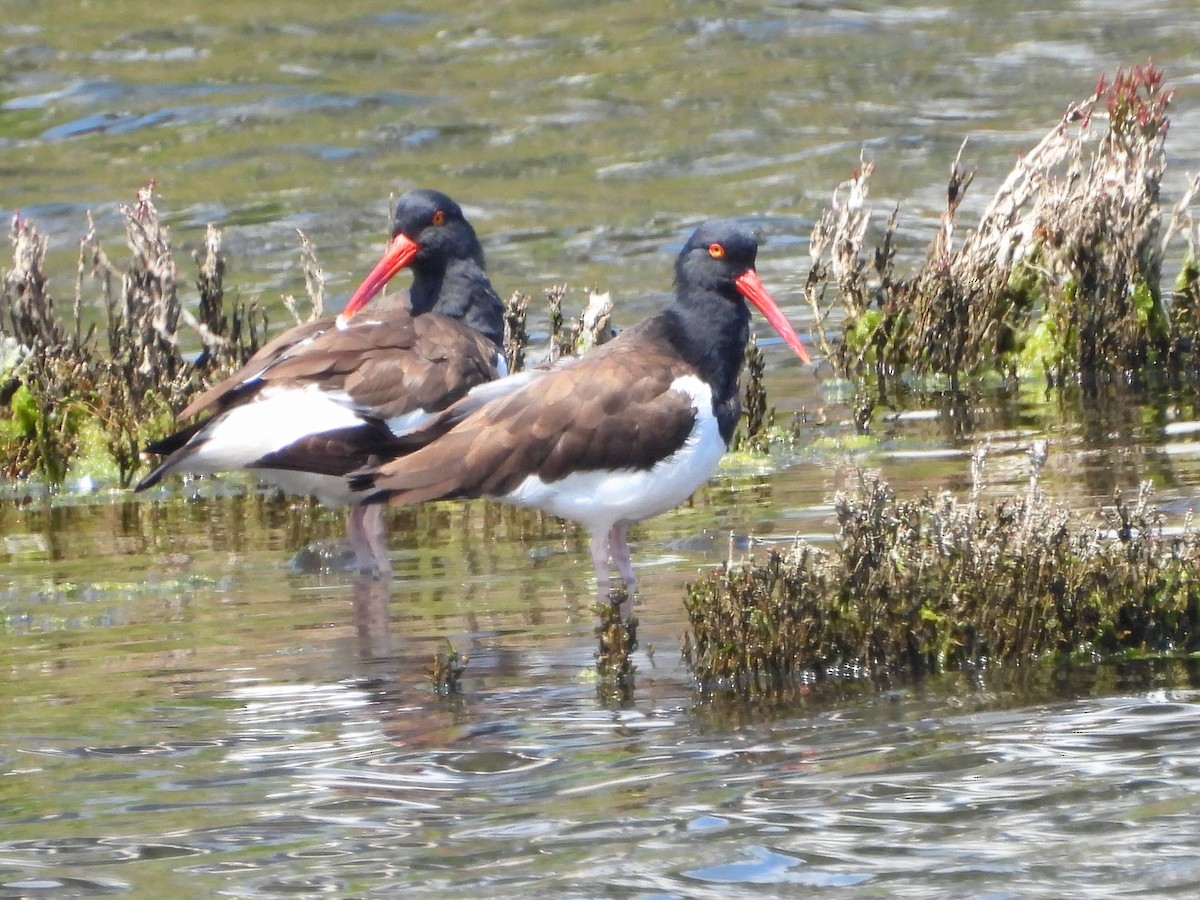 Американский кулик-сорока - ML645654723