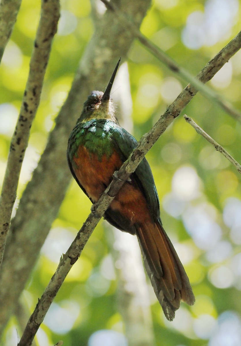 Rufous-tailed Jacamar - ML645654727