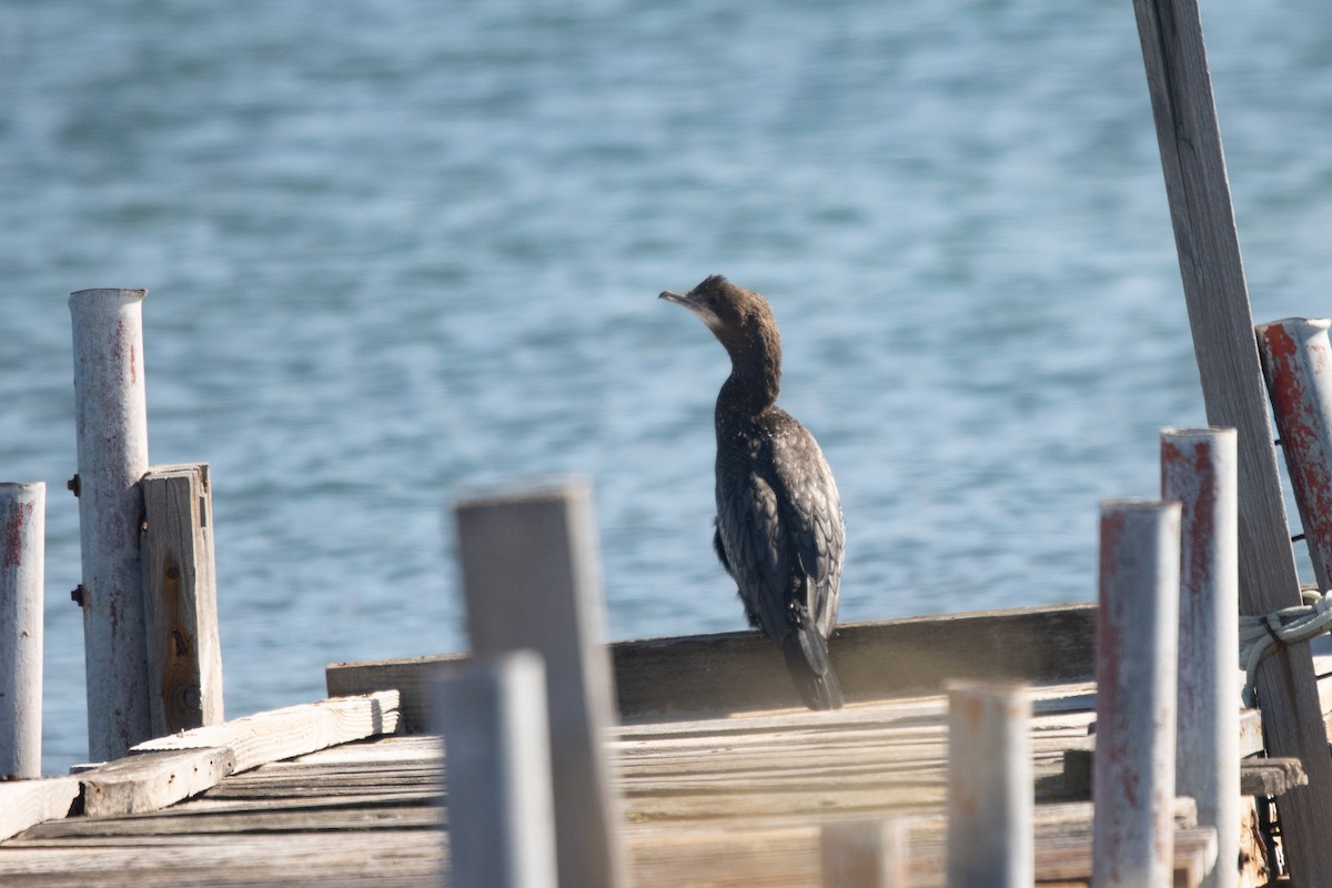 Ubarroi txikia - ML645654729