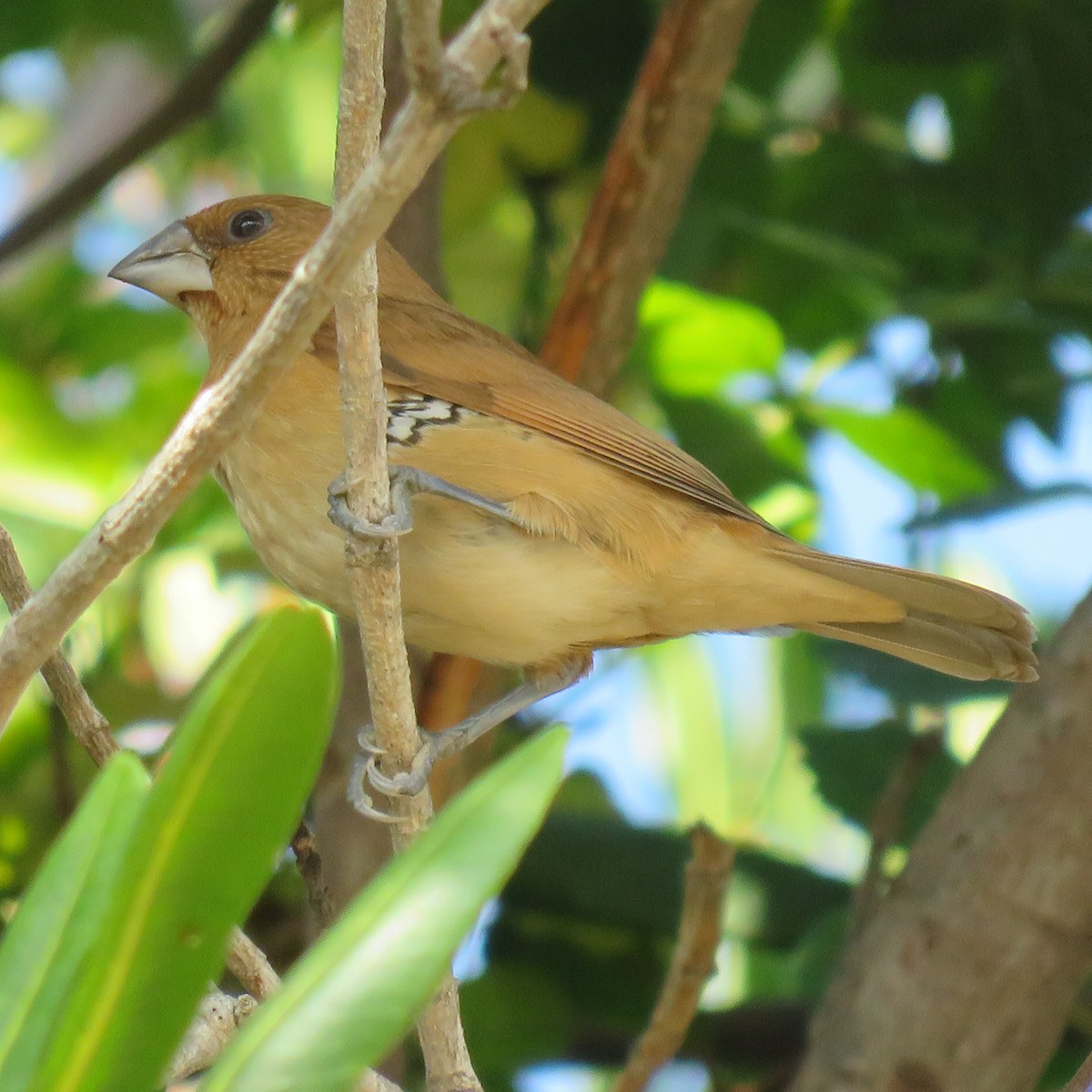 Scaly-breasted Munia - ML645654730