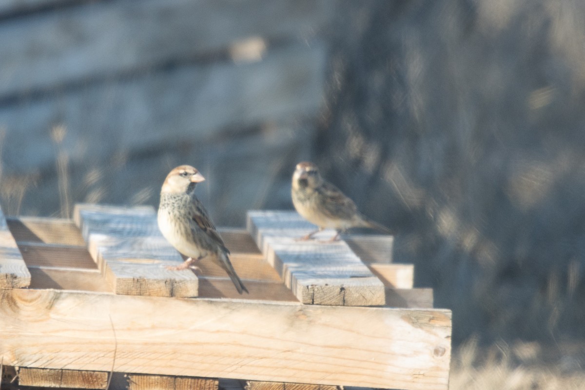 Spanish Sparrow - ML645654732