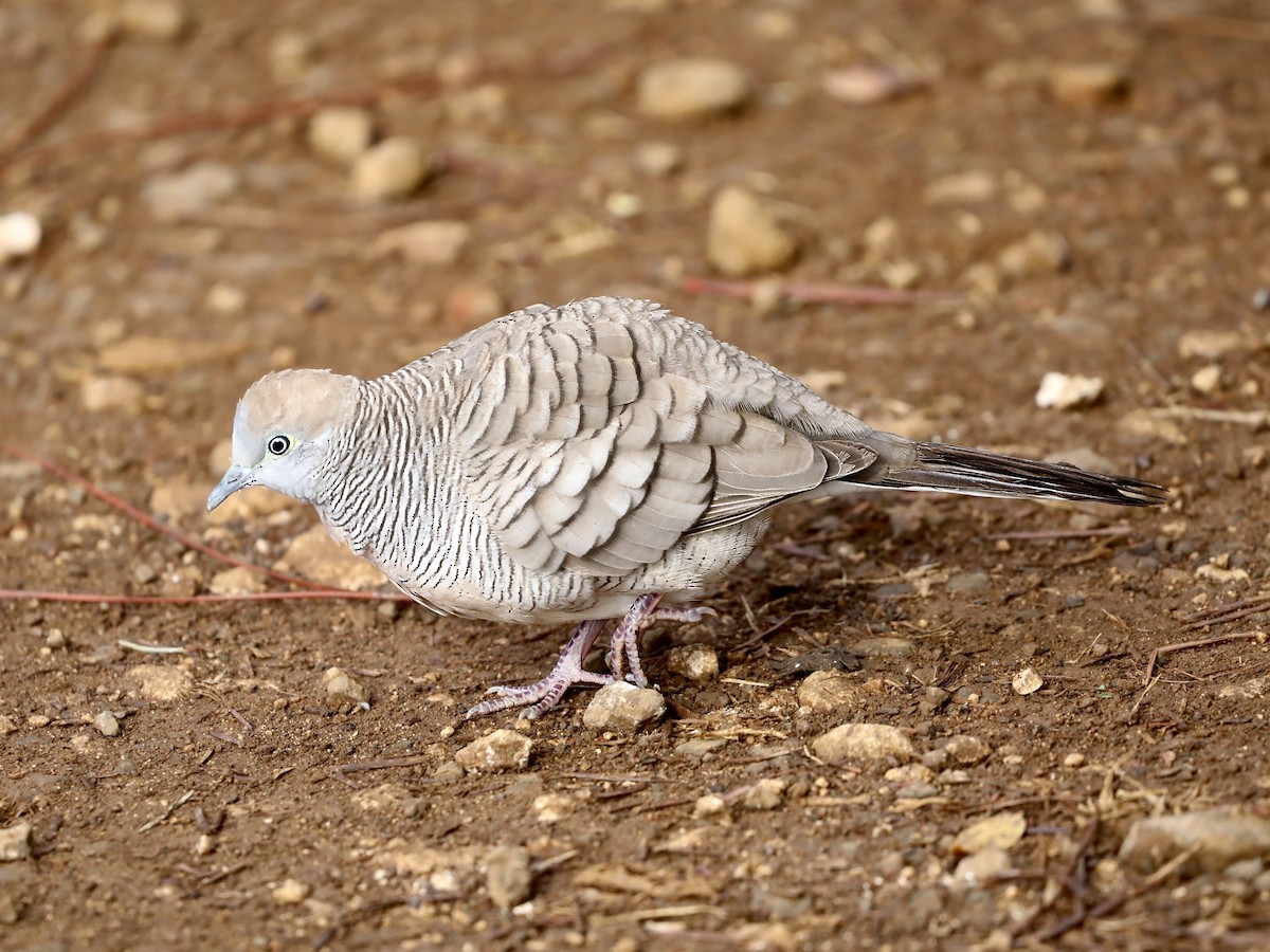 Zebra Dove - ML645654733
