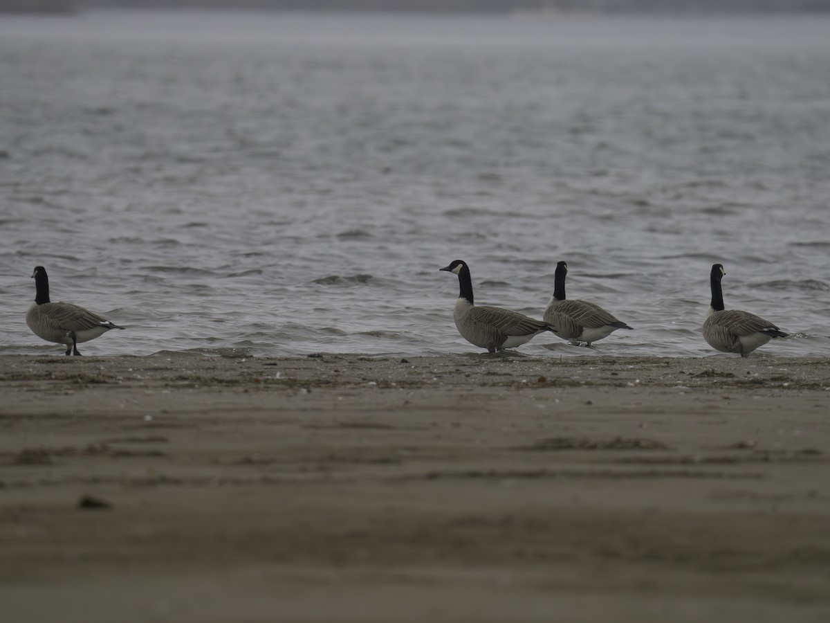 Canada Goose - ML645654734