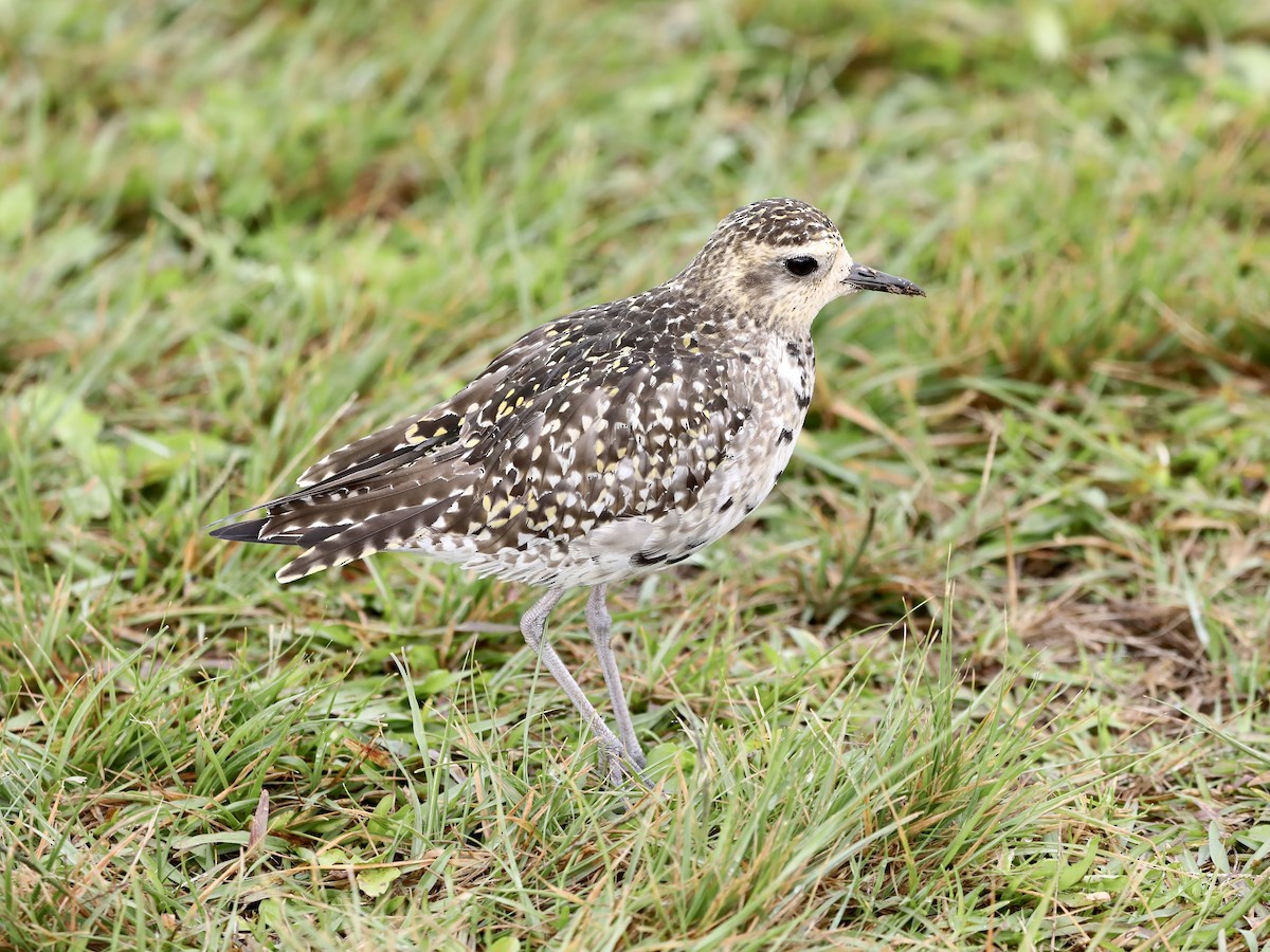 Pacific Golden-Plover - ML645654742