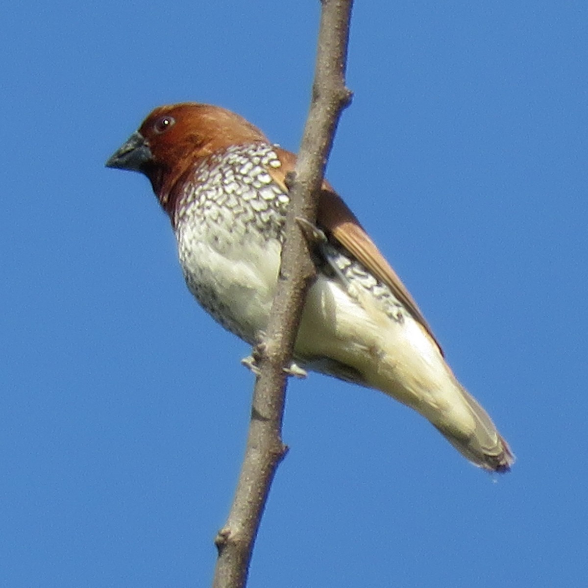 Scaly-breasted Munia - ML645654743