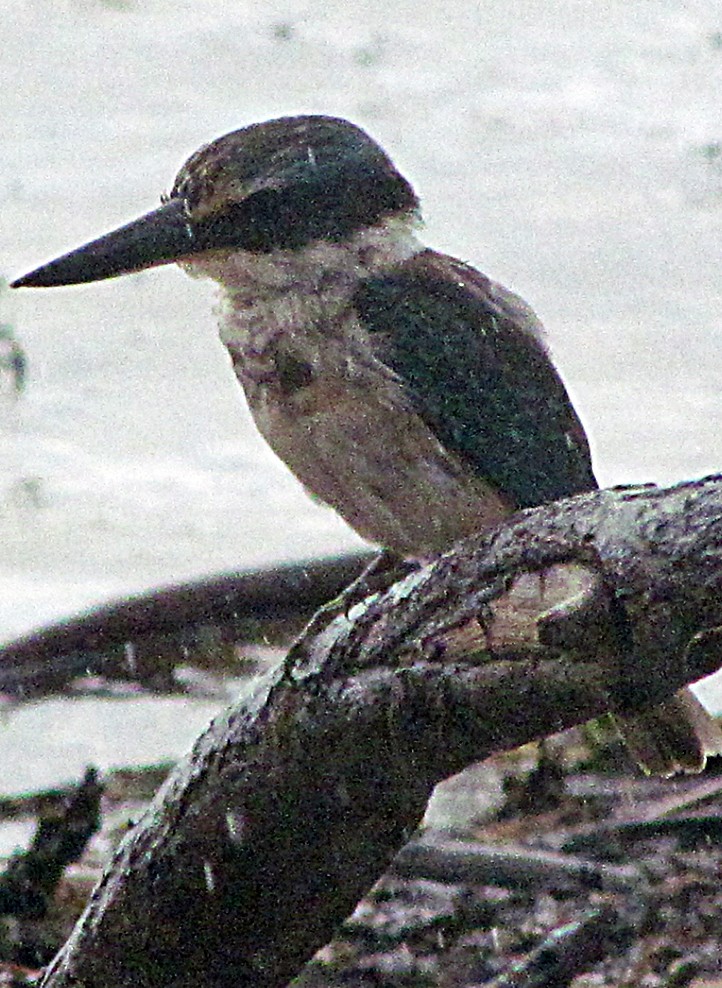 Sacred Kingfisher - ML645654744