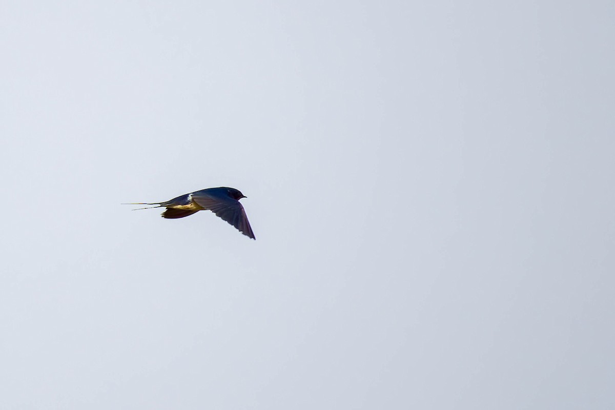 Wire-tailed Swallow - ML645654745
