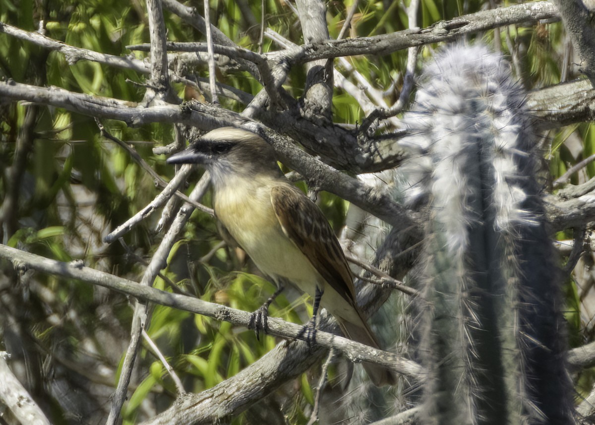 Baird's Flycatcher - ML645654755