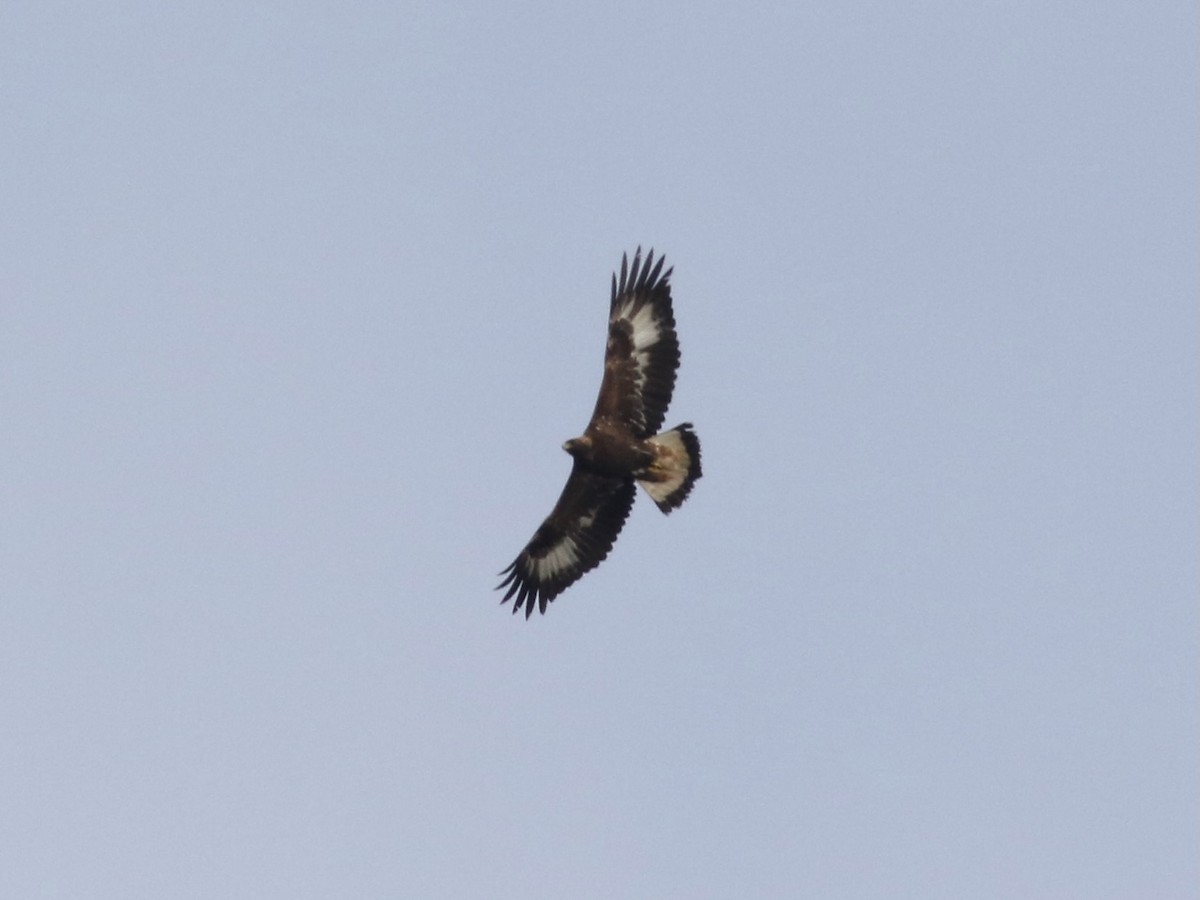 Golden Eagle - ML645654761
