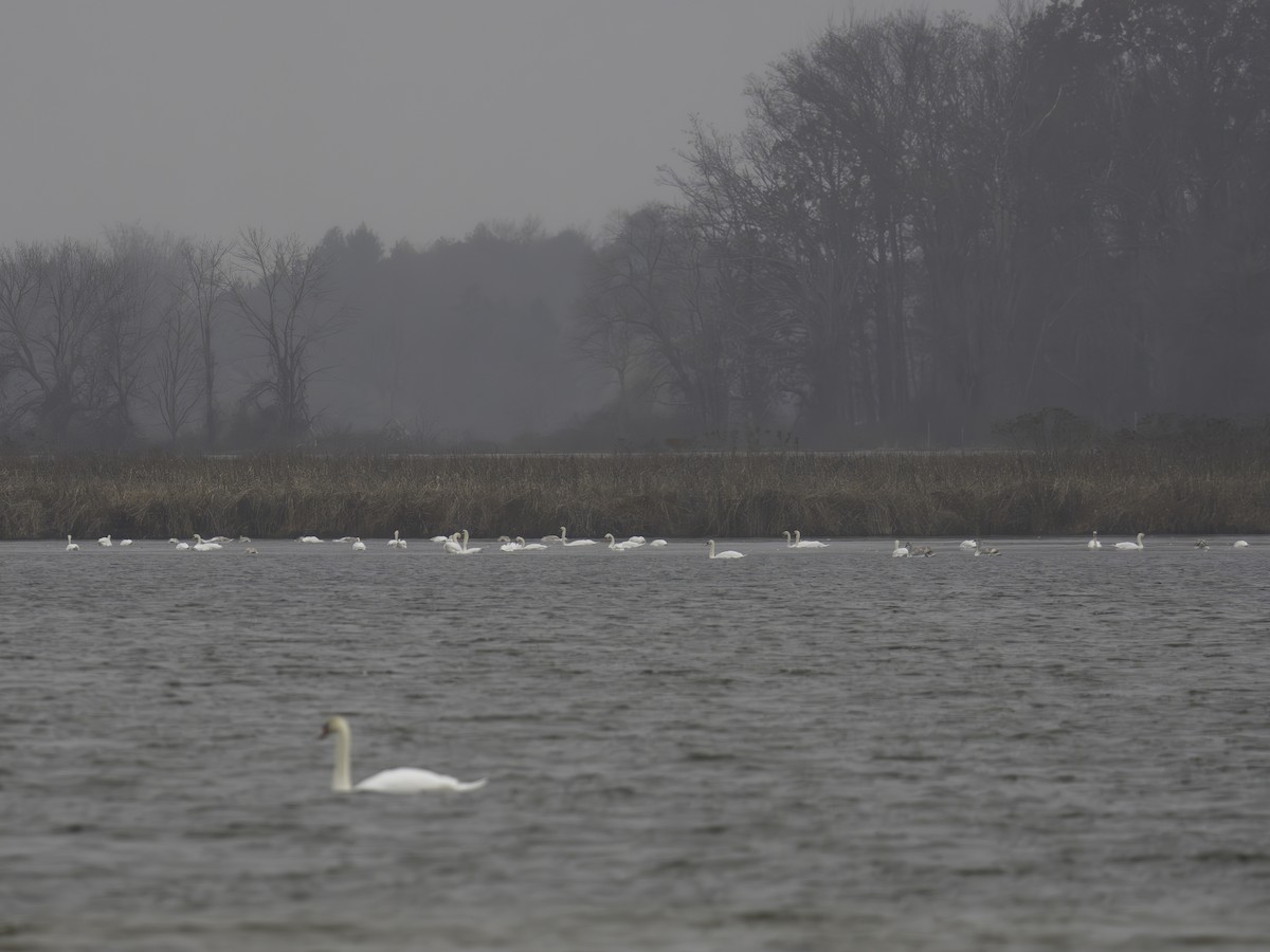 Mute Swan - ML645654763
