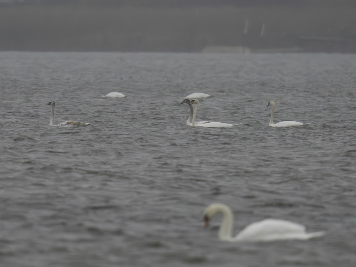 Mute Swan - ML645654764