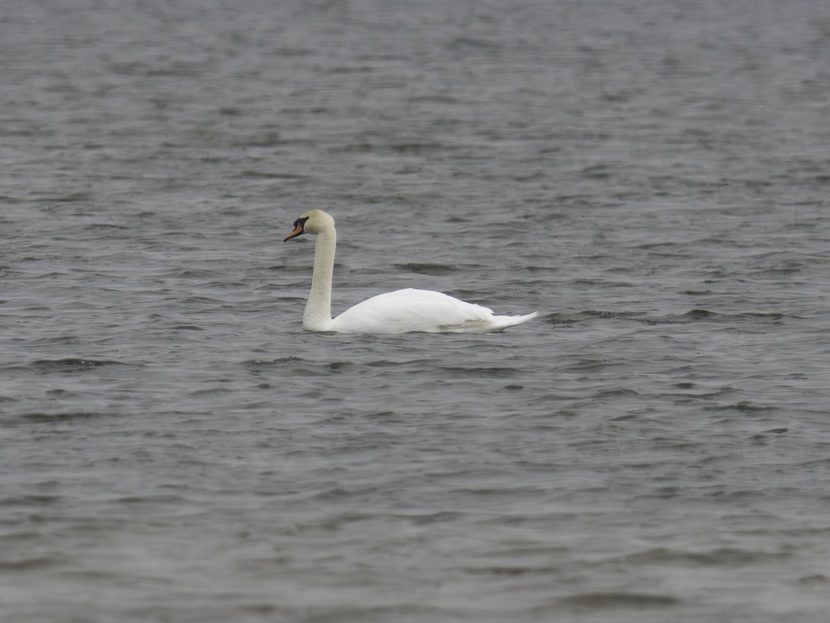 Mute Swan - ML645654766