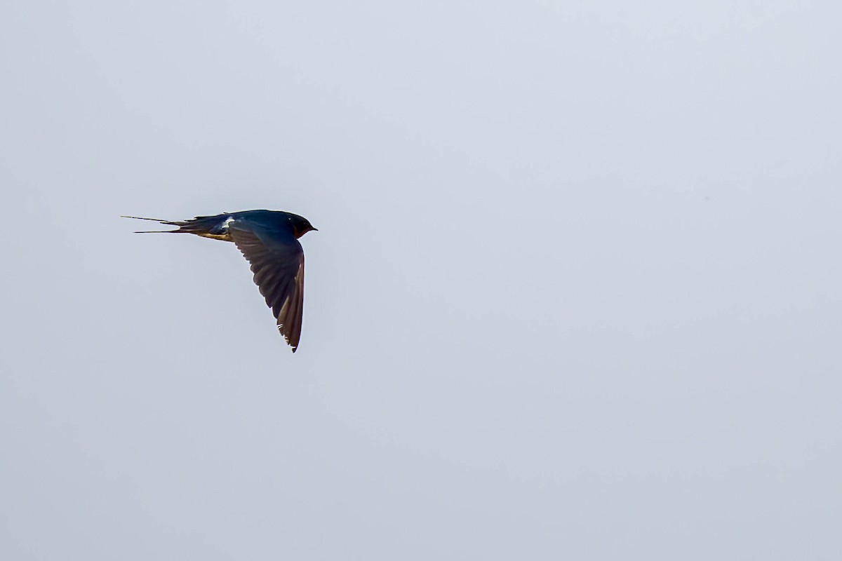 Wire-tailed Swallow - ML645654767