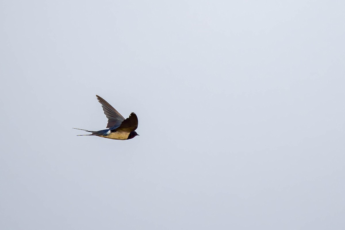 Wire-tailed Swallow - ML645654768