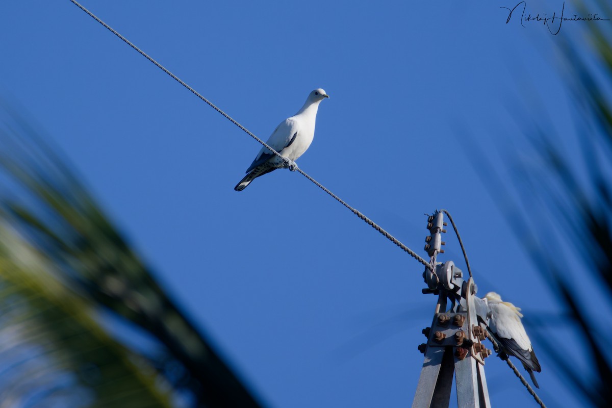 Torresian Imperial-Pigeon - ML645654771