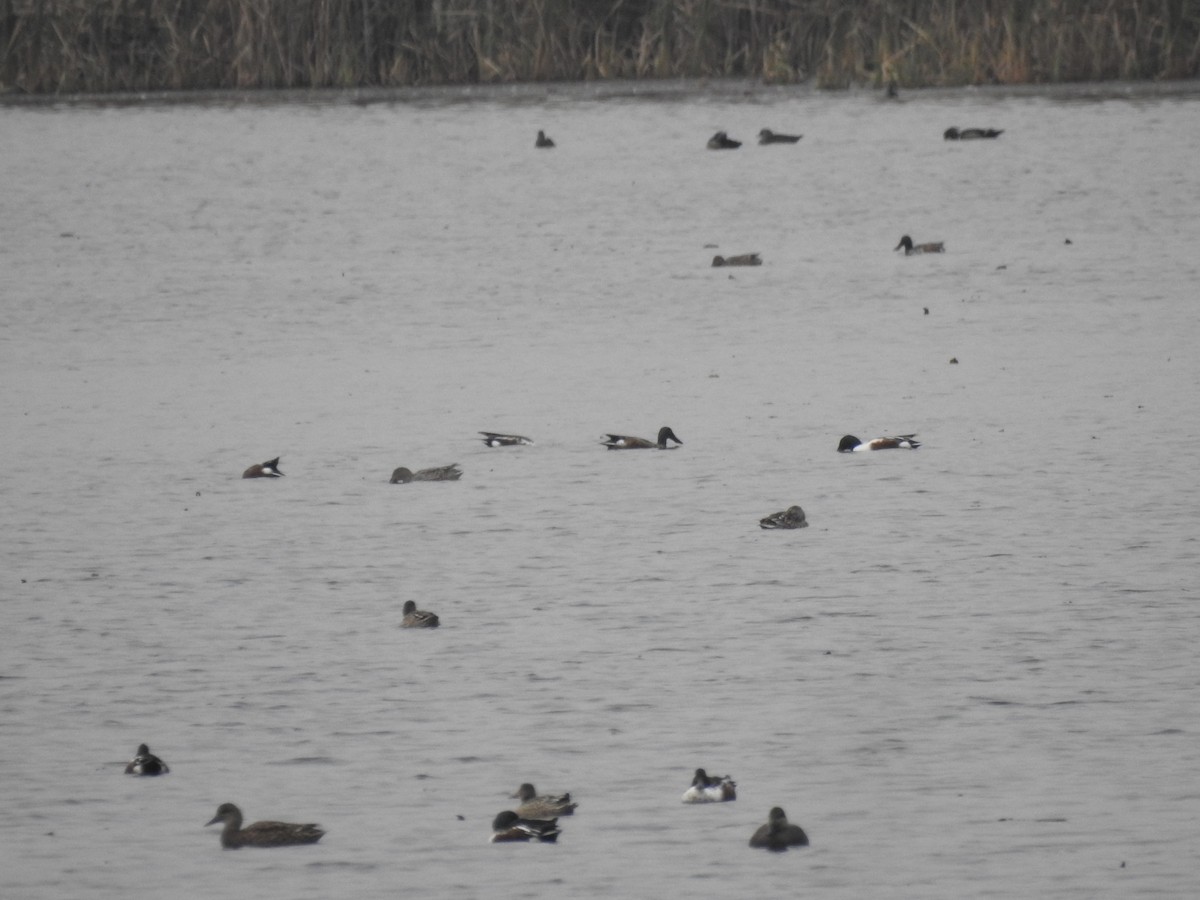 Northern Shoveler - ML645654772