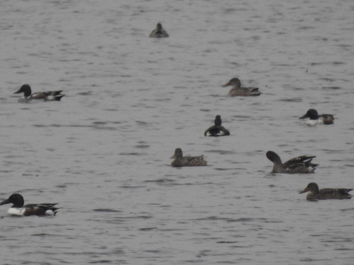 Northern Shoveler - ML645654773