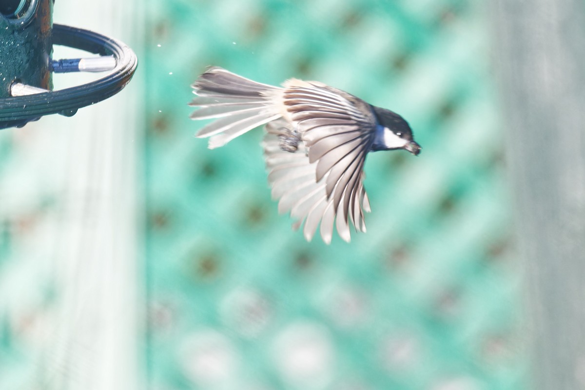 Black-capped Chickadee - ML645654774