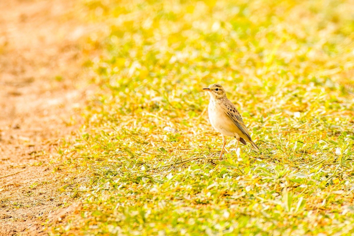 Paddyfield Pipit - ML645654779
