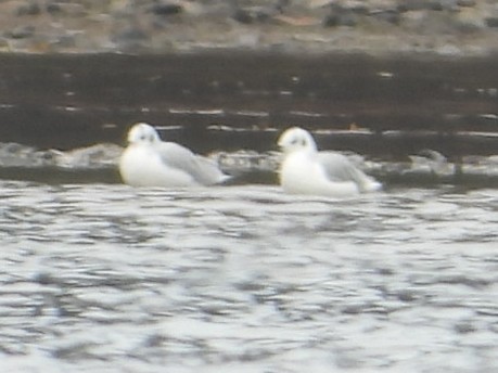 Bonaparte's Gull - ML645654780