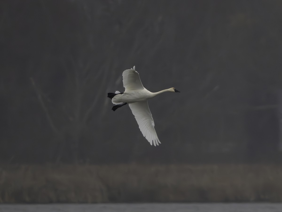 Tundra Swan - ML645654785