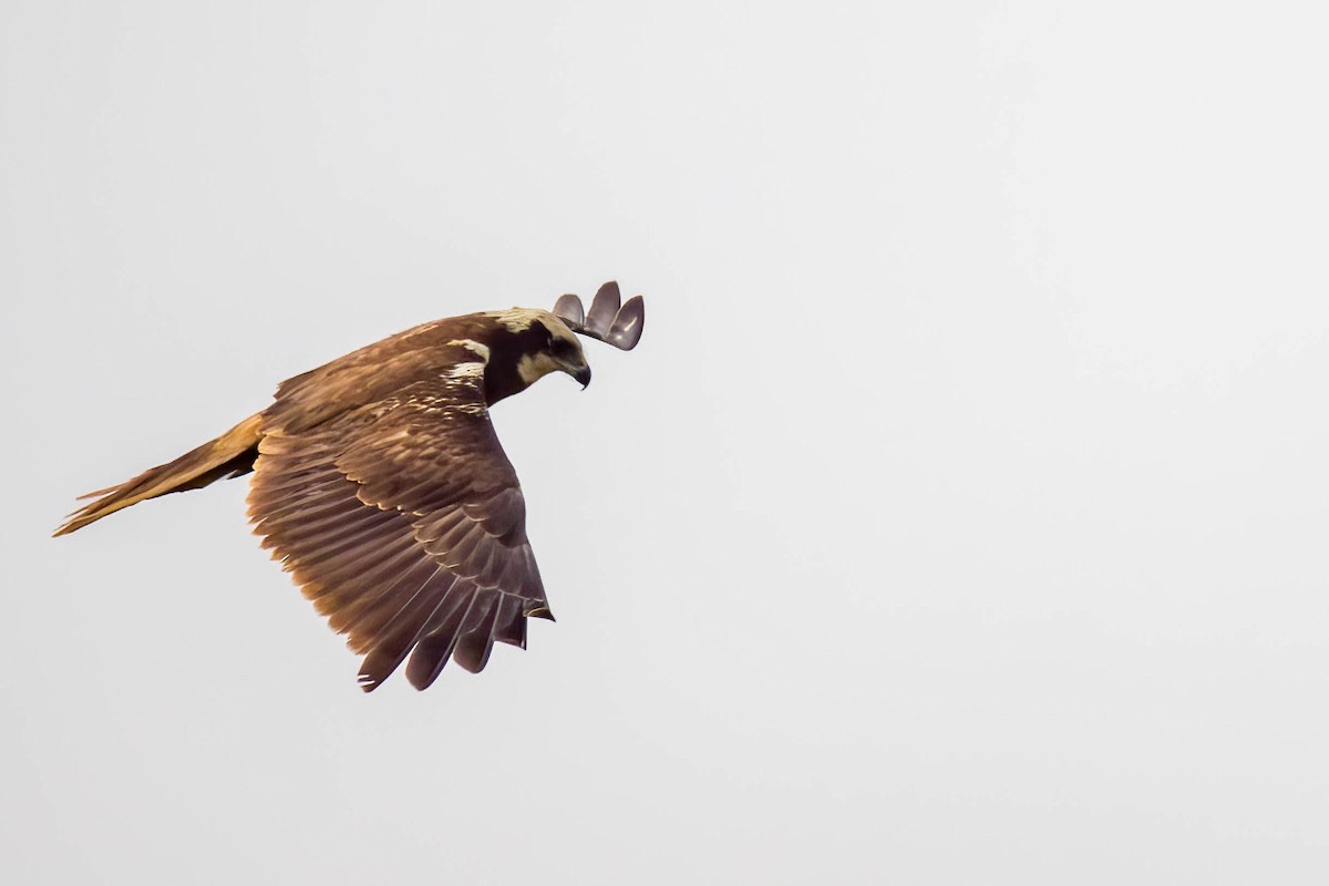 Western Marsh Harrier - ML645654786