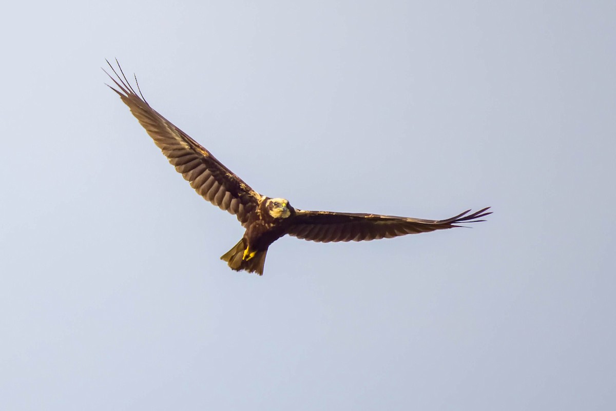 Western Marsh Harrier - ML645654787