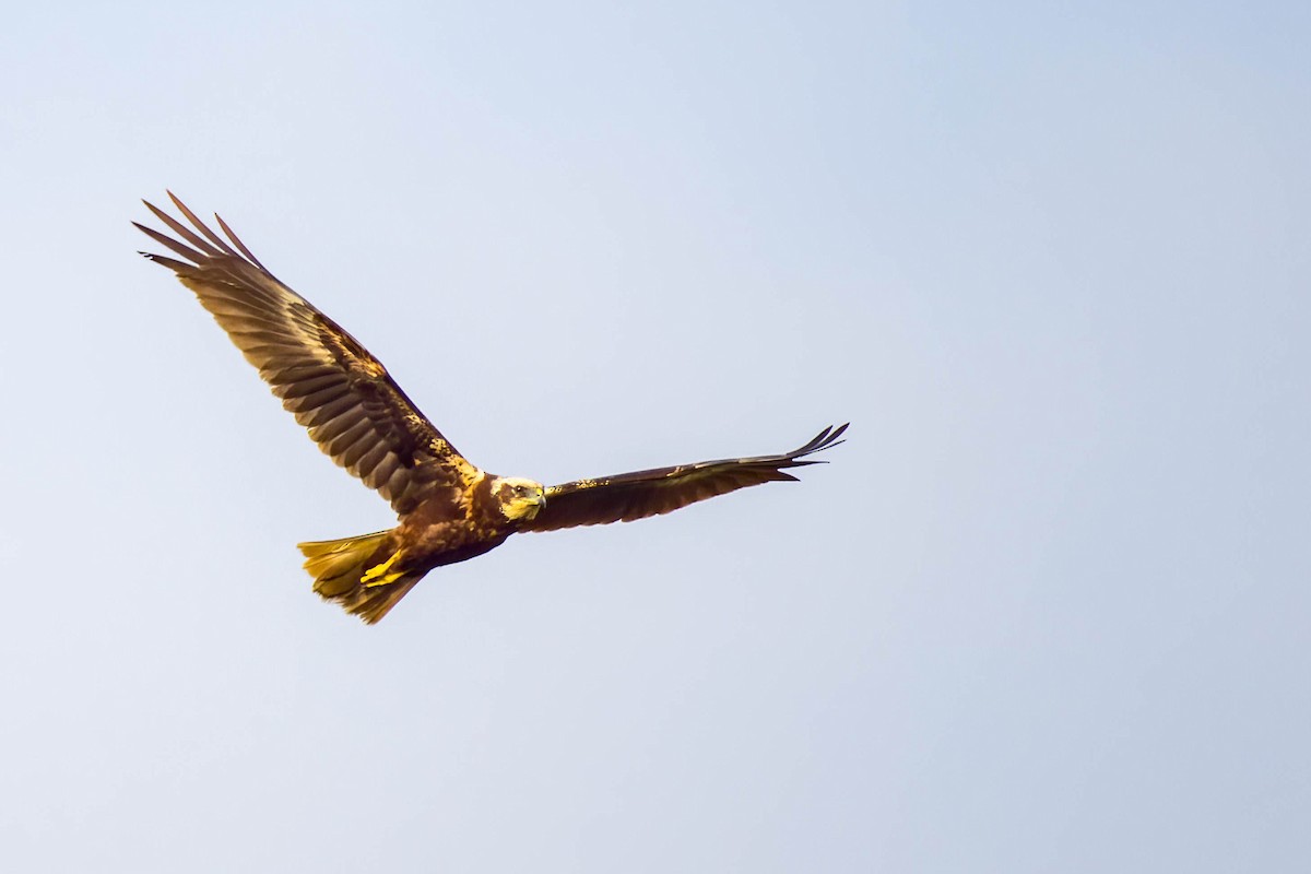 Western Marsh Harrier - ML645654788