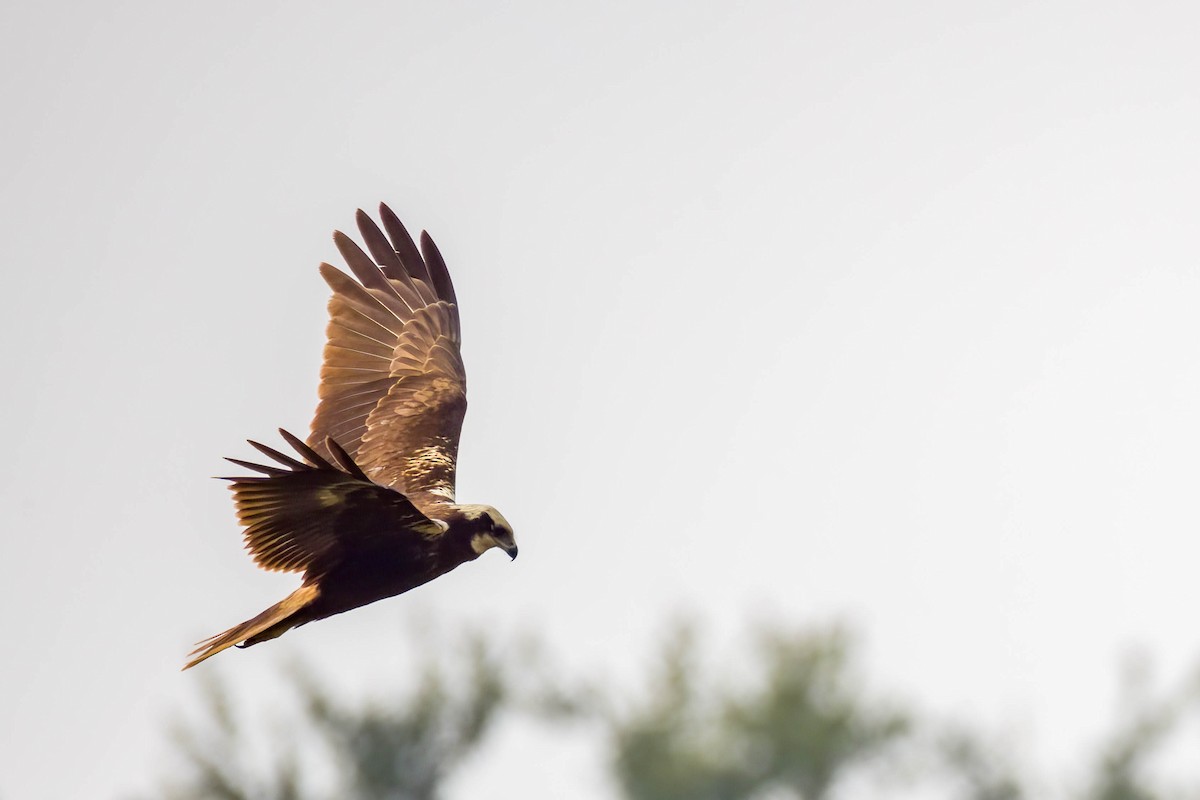 Western Marsh Harrier - ML645654789