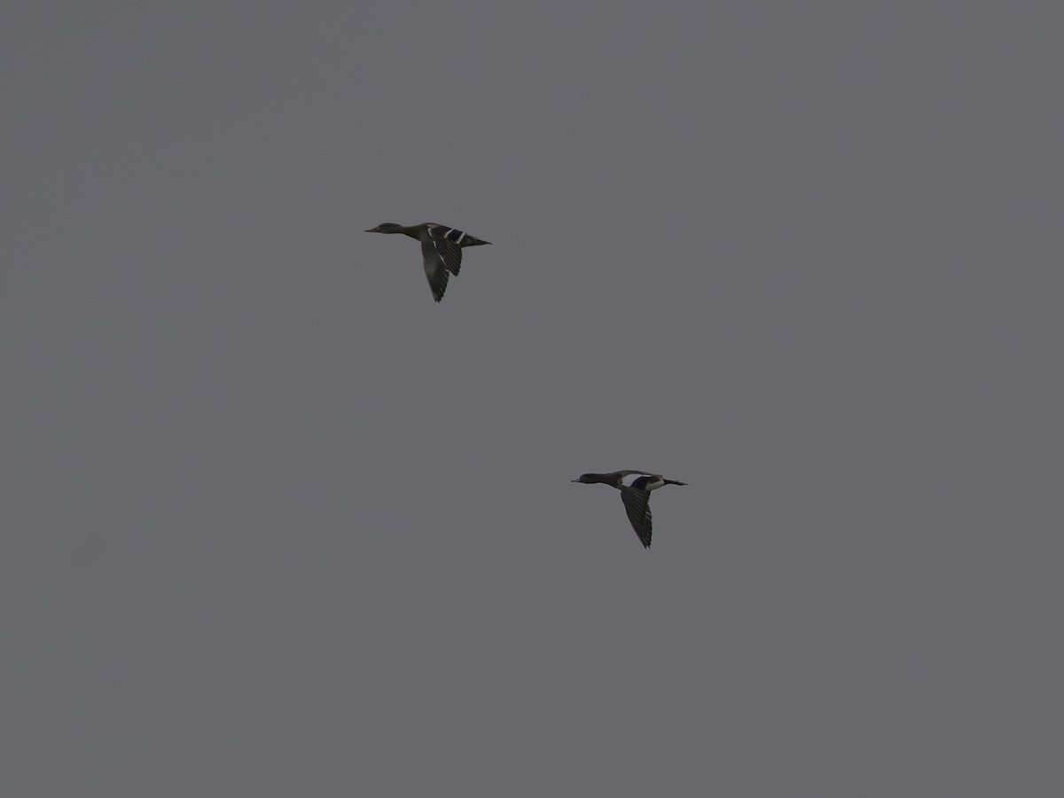 American Wigeon - ML645654790