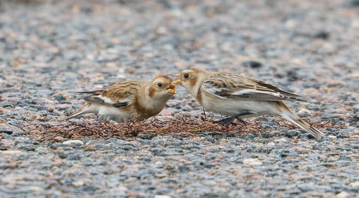 Snow Bunting - ML645654798