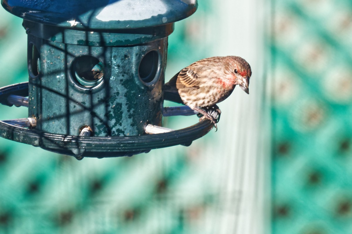 House Finch - ML645654807