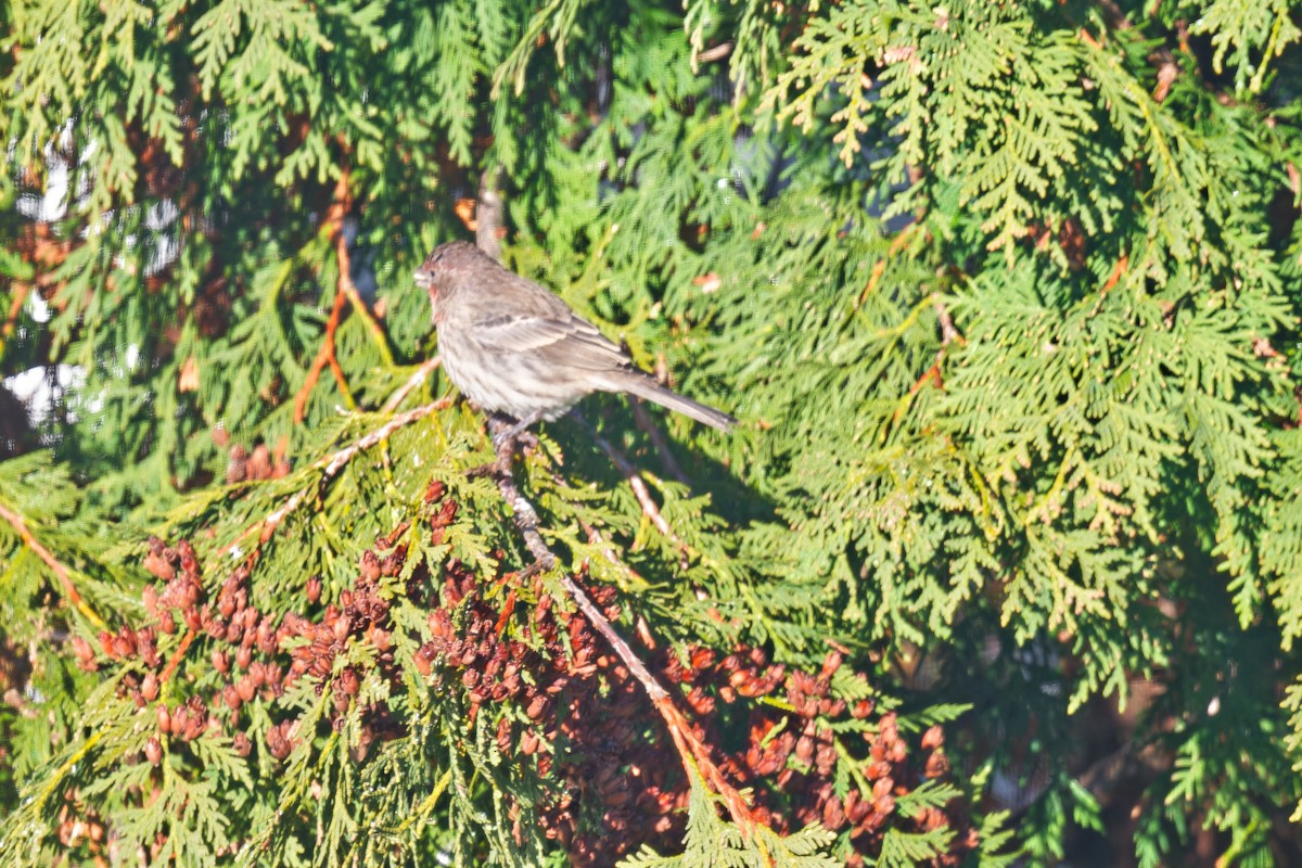 House Finch - ML645654808