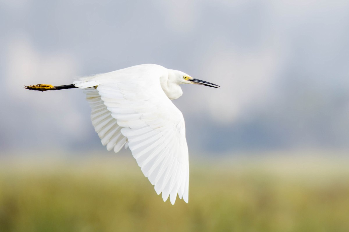 Little Egret - ML645654811