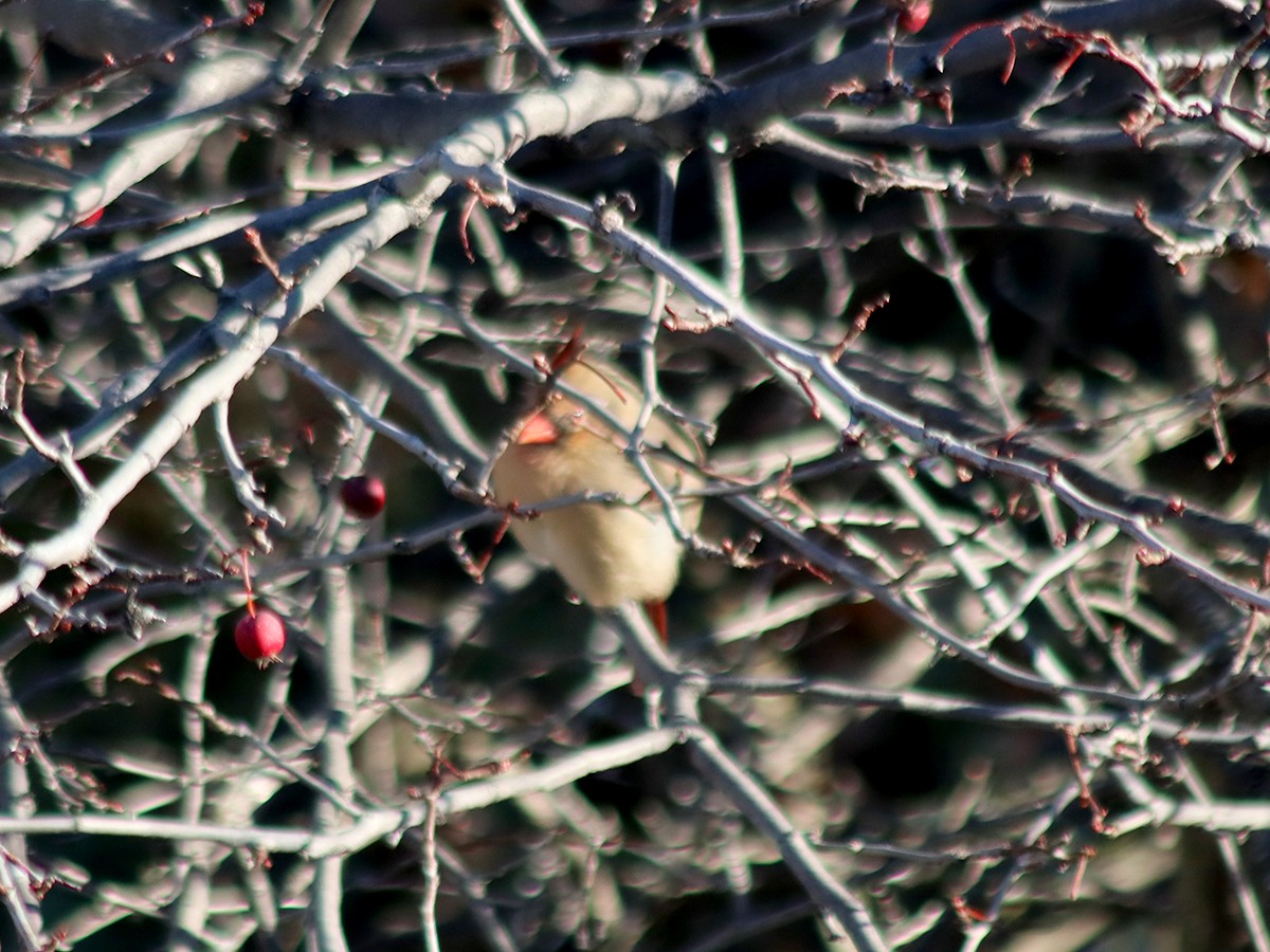 Northern Cardinal - ML645654830