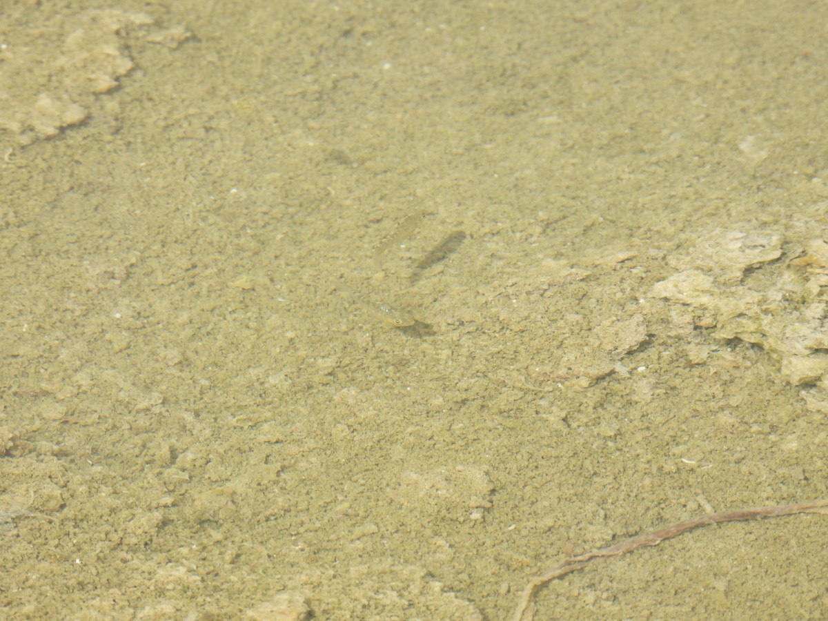 San Ignacio Pupfish - ML645654831