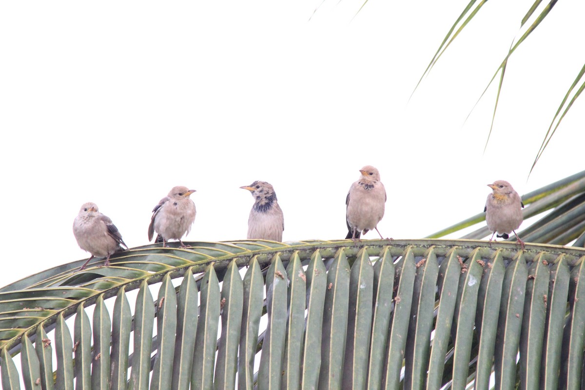 Rosy Starling - ML645654870