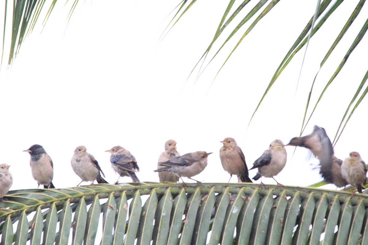 Rosy Starling - ML645654871