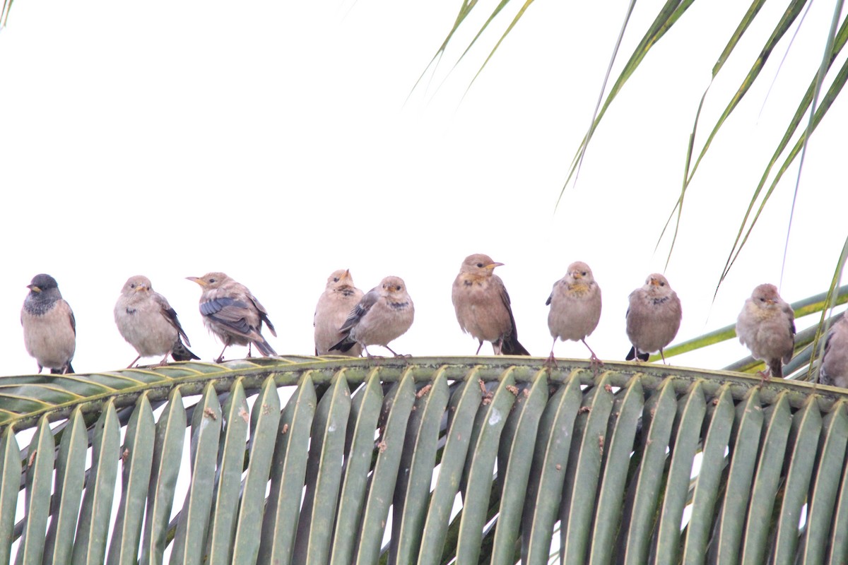 Rosy Starling - ML645654872