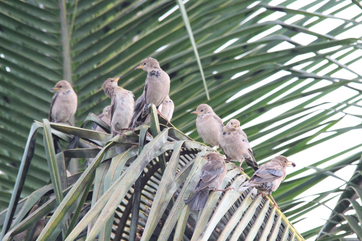 Rosy Starling - ML645654874