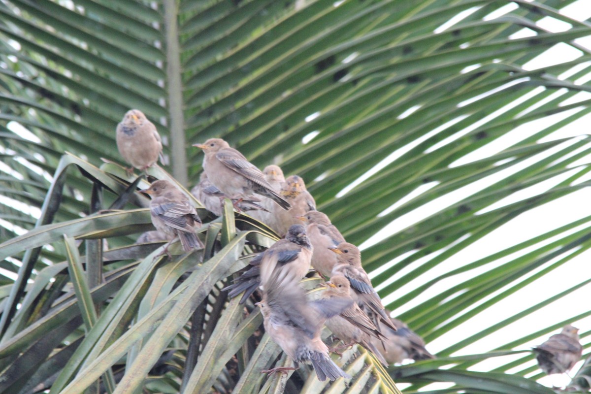 Rosy Starling - ML645654875