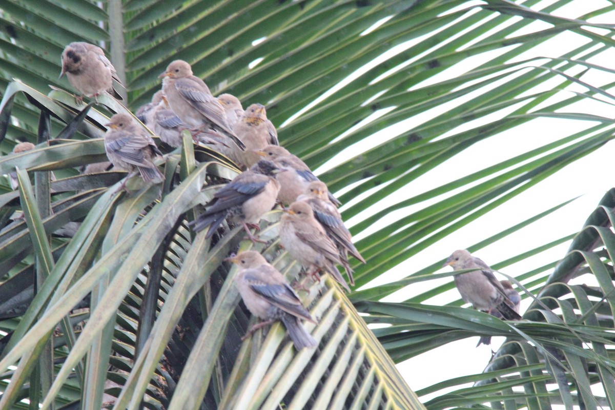 Rosy Starling - ML645654876