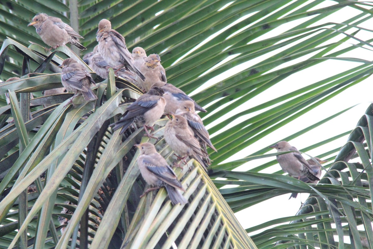 Rosy Starling - ML645654877