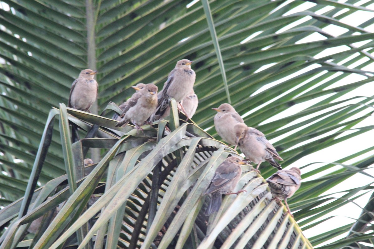 Rosy Starling - ML645654879