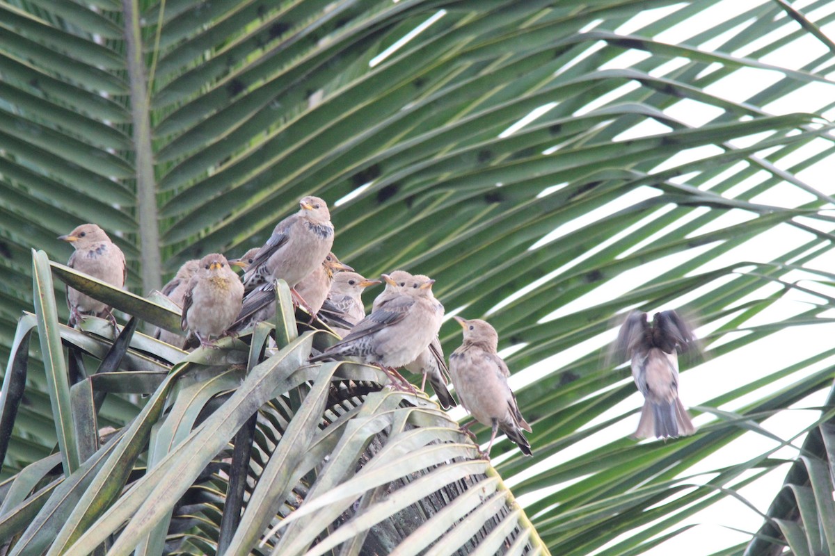 Rosy Starling - ML645654881