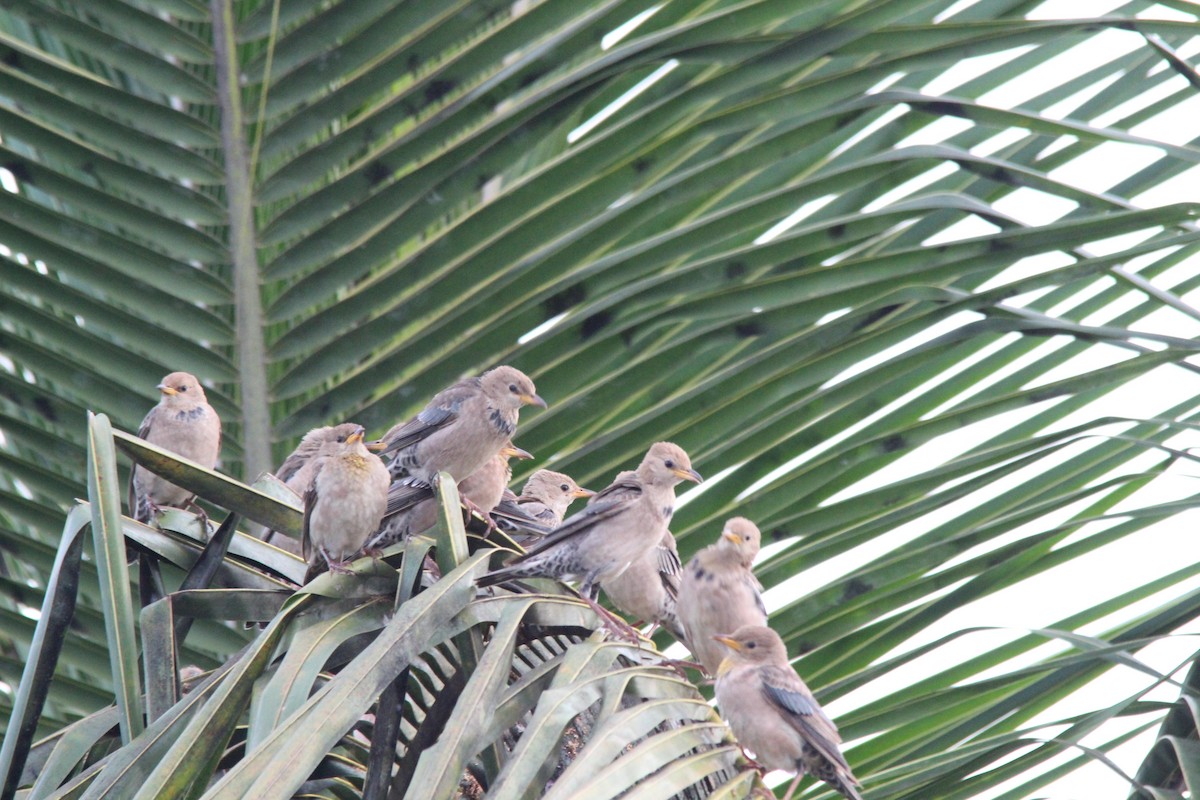 Rosy Starling - ML645654882