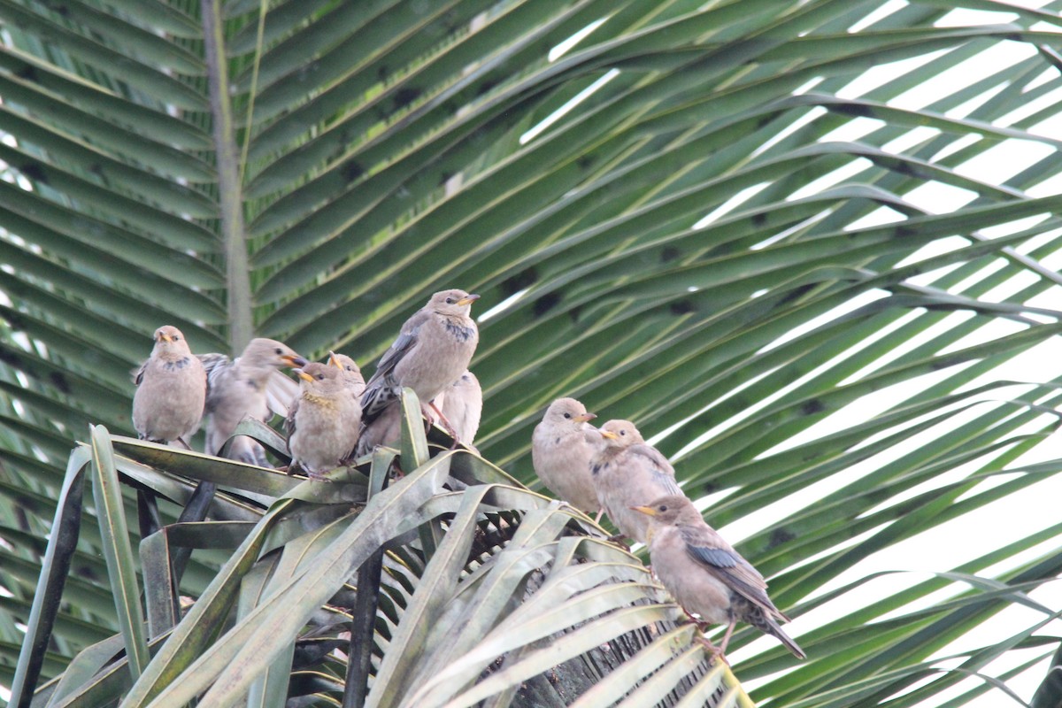 Rosy Starling - ML645654883