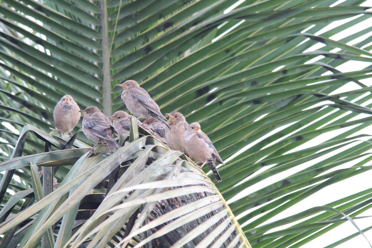 Rosy Starling - ML645654884