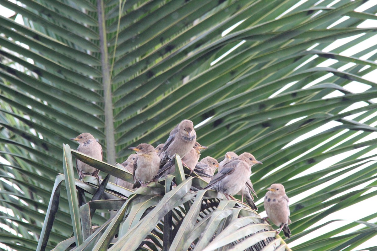 Rosy Starling - ML645654885